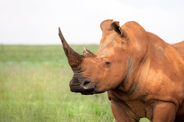 5 Lessons We Can Learn from the Rhino’s Survival Instincts