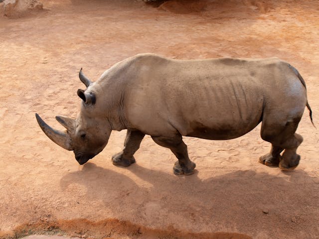 Why Firebrick Rhinoceros is a Symbol of Strength & Creativity